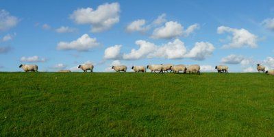 O garavim, šarenim i prugastim ovcama (Iv  10, 27-30)