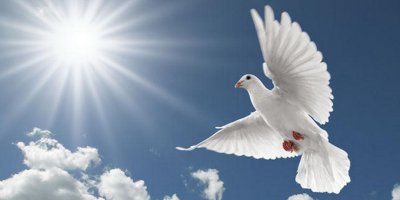 Pater Arek Krasički CSSp: O Golubici koja donosi mir (Iv 20,19-23)