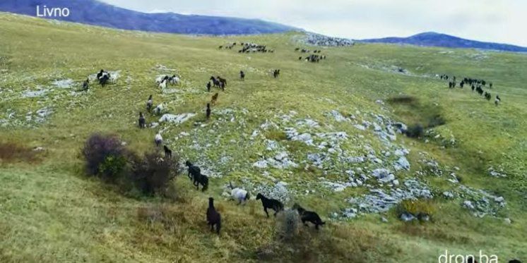 VIDEO Livno iz zraka: Galop divljih konja, čarobna Šujica i izvor Duman
