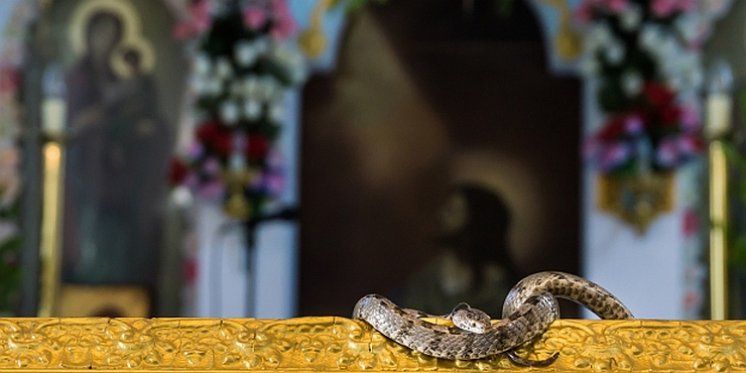 Zašto zmije na grčkom otoku odaju počast Djevici Mariji svakog 15. kolovoza?
