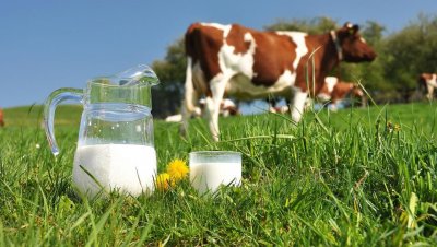 Krave ne daju mlijeko